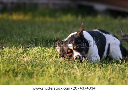 Portrait of a black and white mongrel dog in a meadow. Zdjęcia stock © 