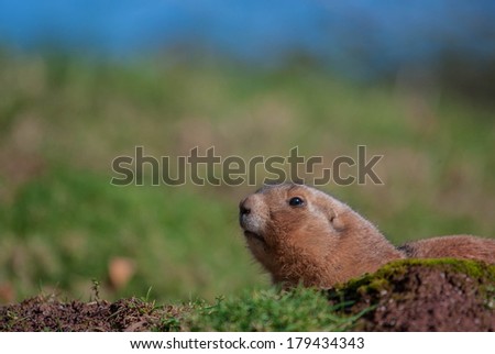 Groundhog popping out of his burrow to check his shadow