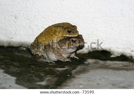 Mating TOADs