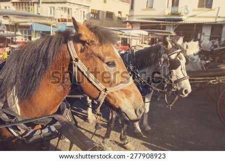Vintage view of Horses are waiting for their turn at Prince Islands near Istanbul, Turkey
