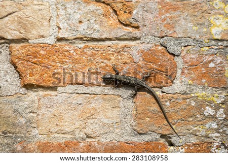 Lizard on a red brick wall. Lizards are a widespread group of squamate reptiles, with approximately over 6000 species