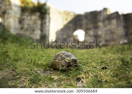 Box Turtle crawling on a green grass between ancient walls of Miletus city, selective focus shallow depth of field