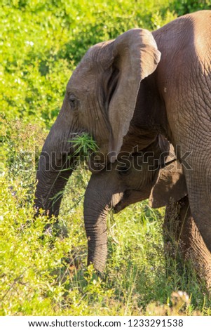 Elephant mother and child eating in park in South Sri frica Foto stock © 