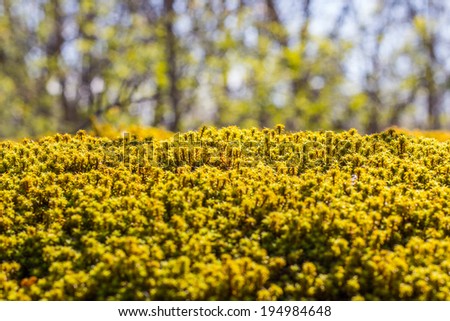 Green and yellow moss background