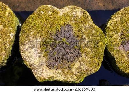 Old tree trunk with moss in the water