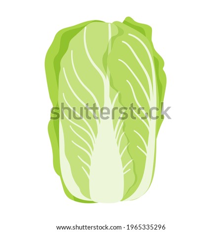 Chinese cabbage.Vector illustration that is easy to edit.