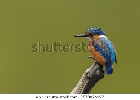 Similar – Image, Stock Photo Kingfisher Portrait