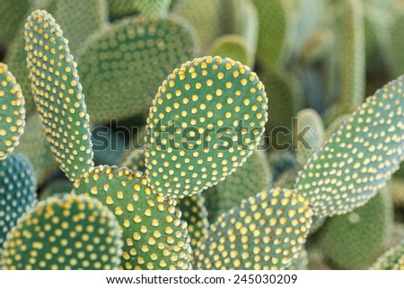 cactus mini garden ,Cultivated flower garden