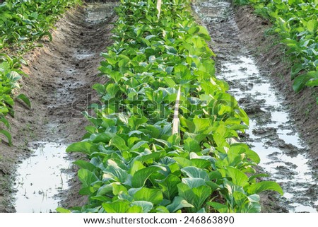 mustard greens growing in the winter garden ,Agricultural productivity in thailand