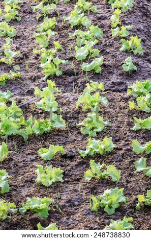 lettuce growing in the winter garden ,agricultural productivity in thailand