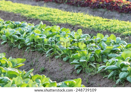 mustard greens growing in the winter garden ,Agricultural productivity in thailand