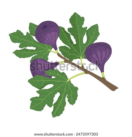 Figs fruits on the tree branch, raw sweet figs. Vector illustration in flat style isolated on a white background