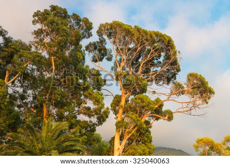 Crown of eucaliptus tree