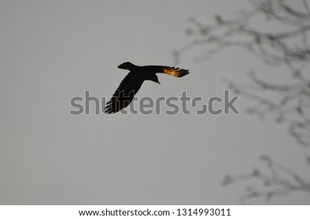 Similar – Image, Stock Photo Seagulls flying over my head in Berlin