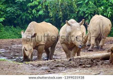 Sumatran Rhinoceros or Rhino Rhinoceros Two of the world's rarest species of rhinoceros, and this species is the smallest of the rhinoceros species today.