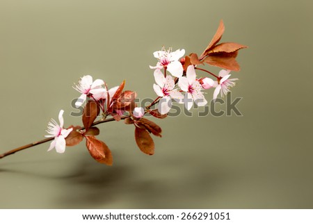 Prunus cerasifera or common names cherry plum and myrobalan plum branch with flowers and leaves