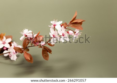 Prunus cerasifera or common names cherry plum and myrobalan plum branch with flowers and leaves