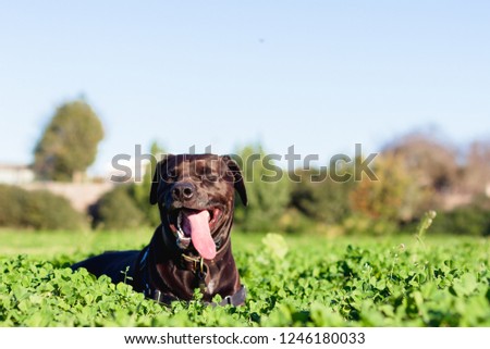 Front view of a brown, short haired labrador retriever mix dog laying smiling in an overgrown field of green clovers with his eyes closed and tongue hanging out with trees and sky in soft focus 商業照片 © 