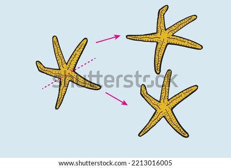 Starfish Sea star regeneration. Reproductive by fragmentation with stage arrows. Asexual reproduction. New starfish is formed with regenerated cells from the cut body Daughter star fish Biology Vector