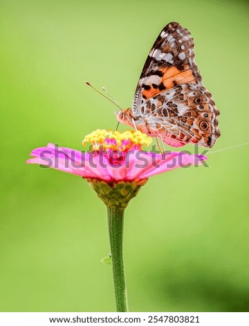 Similar – Foto Bild Distelfalter auf Echinacea purpurea