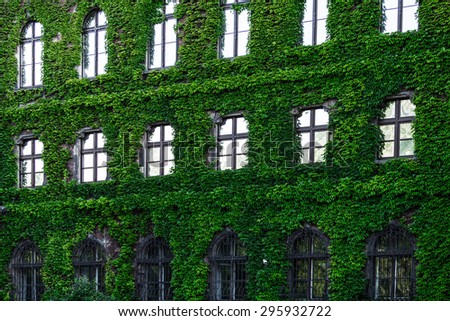 Green creeper plant on the brick wall