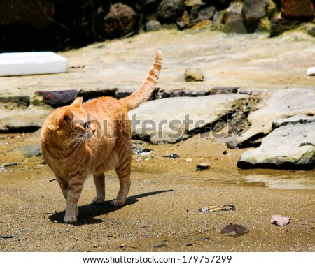 Cat on a wasted beach