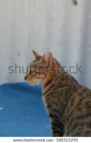 Side view of a sitting cat, outdoor, Asia