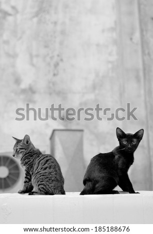 Two cats sitting back to back on a wall, Black and White
