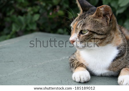Cat lie down and looking left, Outdoor