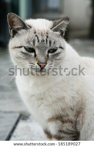 White Cat Looking Sad, Asia