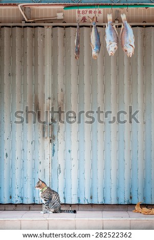 A cat is sitting in front of a closed shop with dead fish hanging