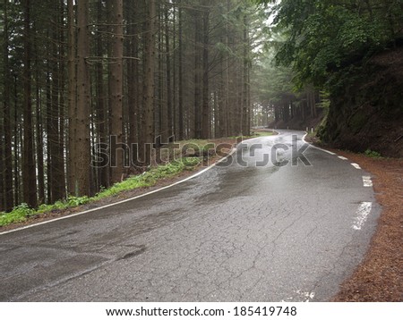 wet Road / asphalt road through forest wet after rainfall