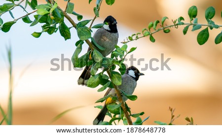 Similar – Image, Stock Photo bülbül Wild animal