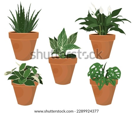 Plants Vector, Indoor Plants Set, Aloe Vera, Swiss Cheese, Pin-Stripe Calathea, Spathiphyllum Wallisii, Crimson Queen Hoya, In Terracotta Pot