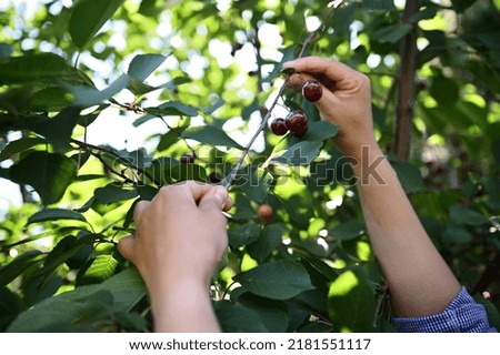 Similar – Image, Stock Photo Freshly picked cherries ready to eat