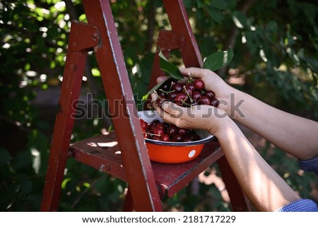 Image, Stock Photo Freshly picked cherries ready to eat