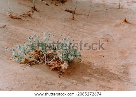 the prickly grass on the sand is brown. grass in sand dunes. sunny beach with sand dunes. sandy beach. photos in pastel colors. a prickly plant growing on the sand in a deserted place, pastel color Photo stock © 