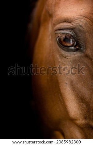 Similar – Image, Stock Photo beautiful brown horse portrait in the meadow