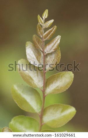 macro shot of young shoot of curry leaves.The curry tree is a tropical to sub-tropical tree in the family Rutaceae, which is native to India and Sri Lanka.
