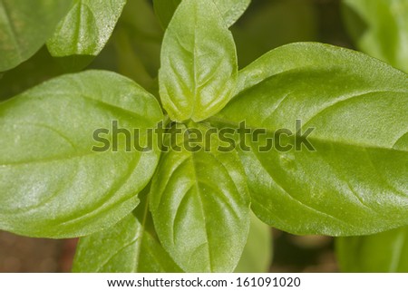 Basil, Thai Basil, or Sweet Basil, is a common name for the culinary herb Ocimum basilicum, of the family Lamiaceae.