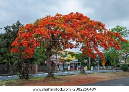What is another name for flamboyant flower?
royal poinciana, (Delonix regia), also called flamboyant tree or peacock tree, strikingly beautiful flowering tree of the pea family (Fabaceae).  Foto stock © 