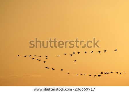 Migrating birds on V formation on golden, orange sky.