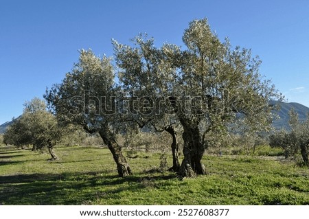 Similar – Image, Stock Photo Olive grove with ancient gnarled olive trees in Mallorca