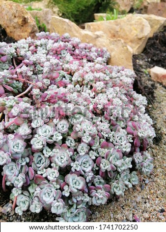 bluish and red leaves of Sedum spathulifolium Cape Blanco with miniature rosettes in the form of roses on an Alpine rocky hill. Flower desktop Wallpaper Stockfoto © 