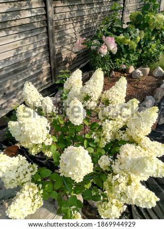 Similar – Image, Stock Photo flower magic Hydrangea