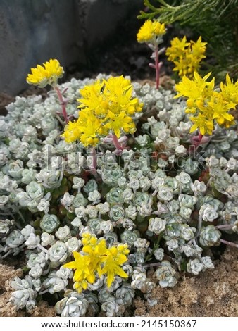 unusual blue Sedum spathulifolium Cape Blanco with small blue inflorescences in the form of tiny flowers on natural stones on an Alpine hill. Landscape design Stockfoto © 