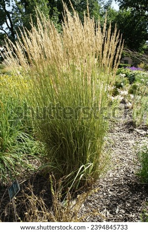 Similar – Image, Stock Photo Grass reeds by the lake