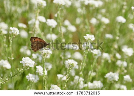 Similar – Image, Stock Photo Eine Wiese mit blühenden Kamillenblüten im Sonnenlicht.Der Fokus liegt auf einer einzelnen Blüte innerhalb der Wiese.