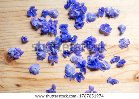 Blue Veronica flowers on wooden background 商業照片 © 