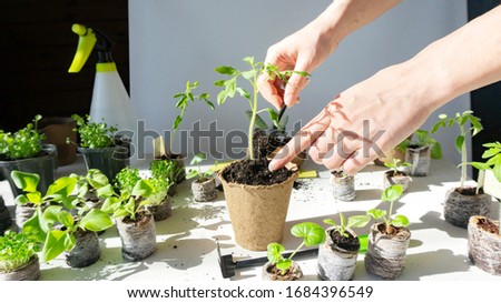 Similar – Foto Bild Sämlinge in Torf Töpfe. Baby-Pflanzen Aussaat, schwarze Loch Schalen für landwirtschaftliche Sämlinge. Die Frühjahrspflanzung. Frühe Sämling, aus Samen in Boxen zu Hause auf der Fensterbank gewachsen.